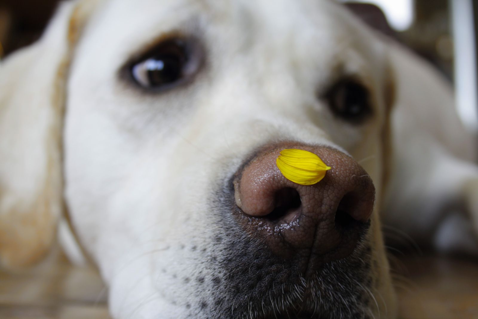 Labrador farejando amostra de hálito em laboratório