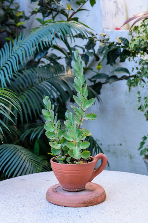 Free Potted Plant on a Round Table Stock Photo