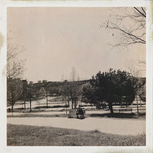 Bezpłatne Darmowe zdjęcie z galerii z czarno-biały, drzewa, format kwadratowy Zdjęcie z galerii