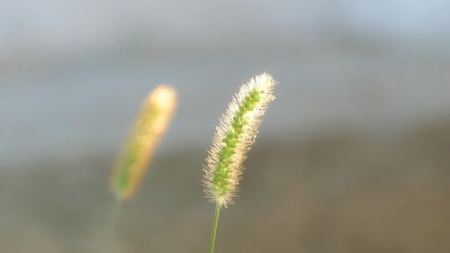 Základová fotografie zdarma na téma divoký, fotografie přírody, příroda