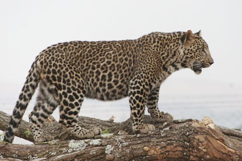 Foto stok gratis macan tutul predator lima besar