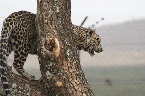 Foto stok gratis macan tutul lima besar