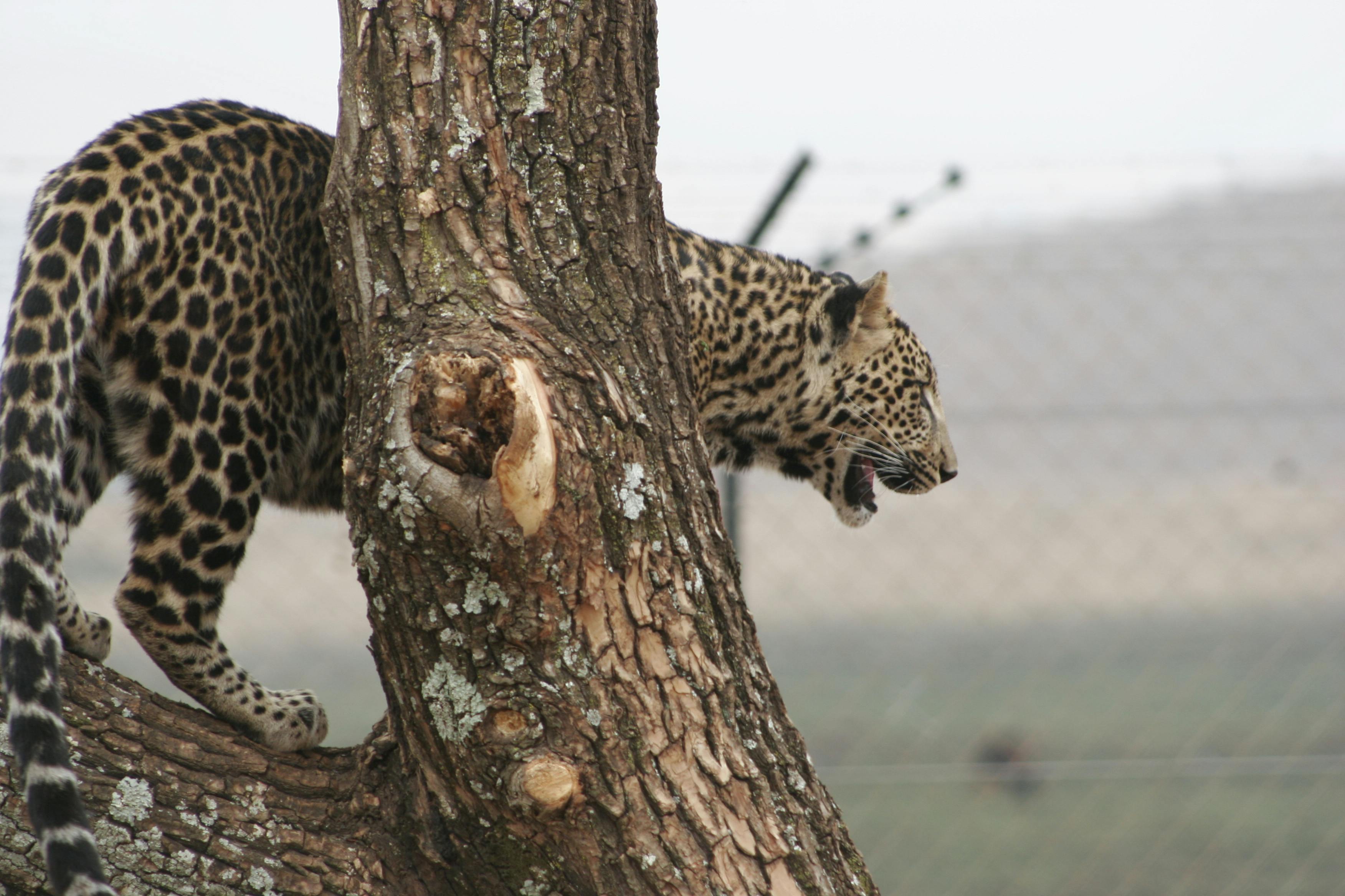 Free stock photo of leopard big five