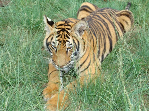 Free stock photo of tiger cub predator