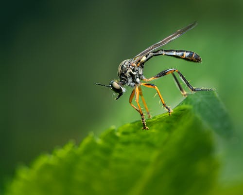 Winged Insect Sitting on Green Leaf