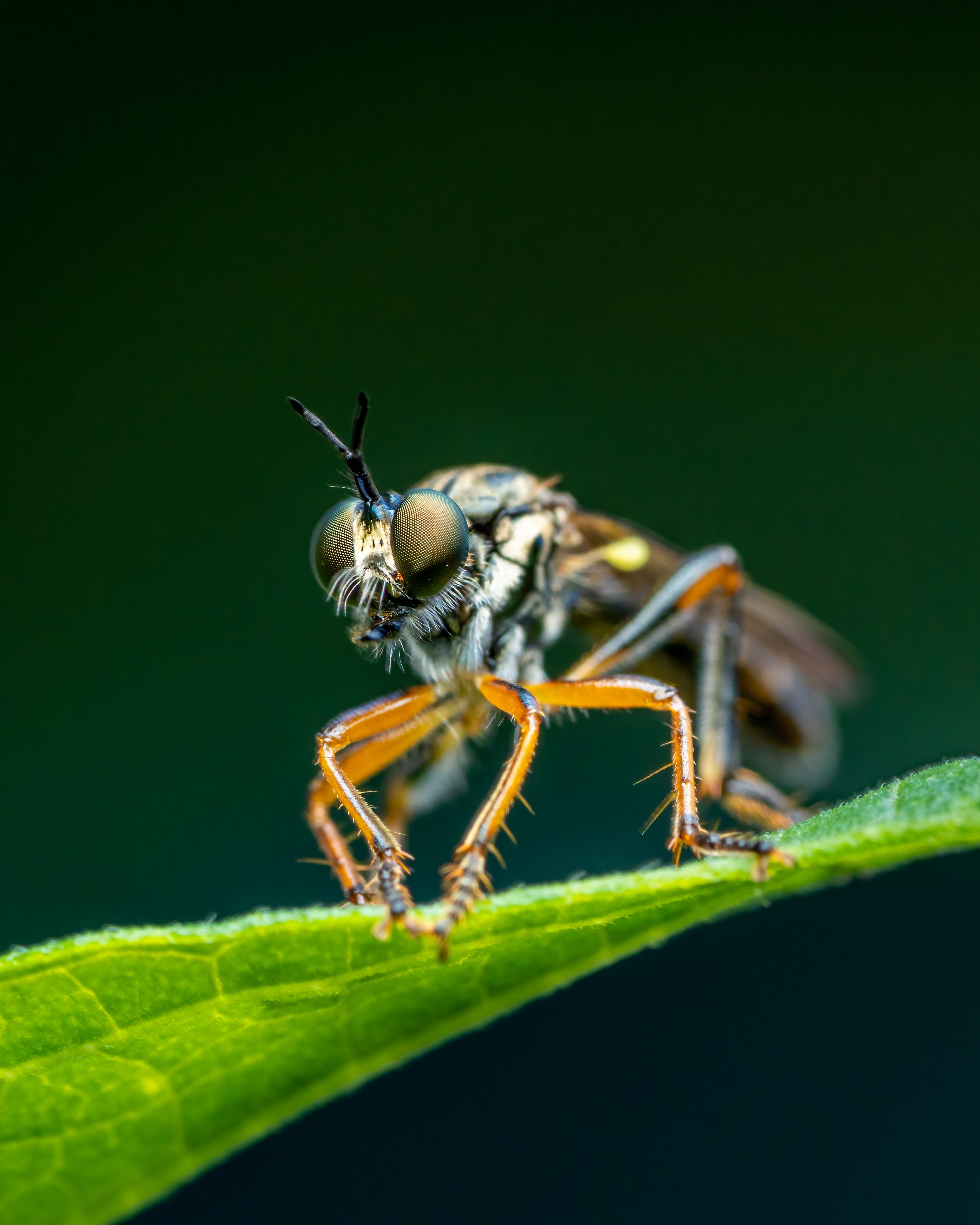 Extreme Close-up of a Fly Sitting on a Leaf · Free Stock Photo