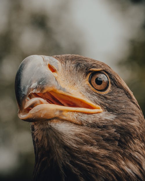 Head of eagle with brown plumage and opened beak looking away against blurred background