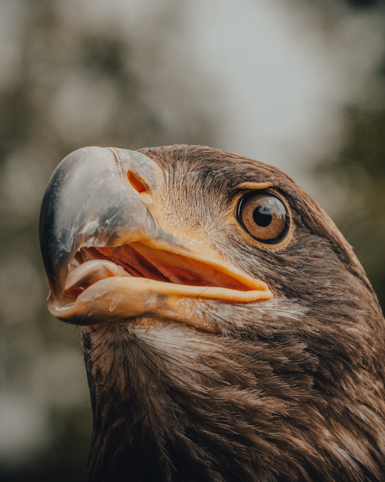 Eagle Head With Brown Feathers