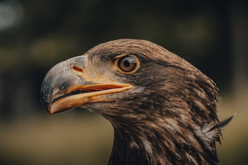 Head of eagle against blurred background