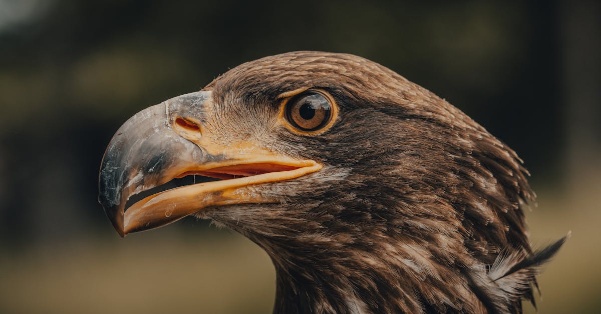 How to draw an eagle head easy