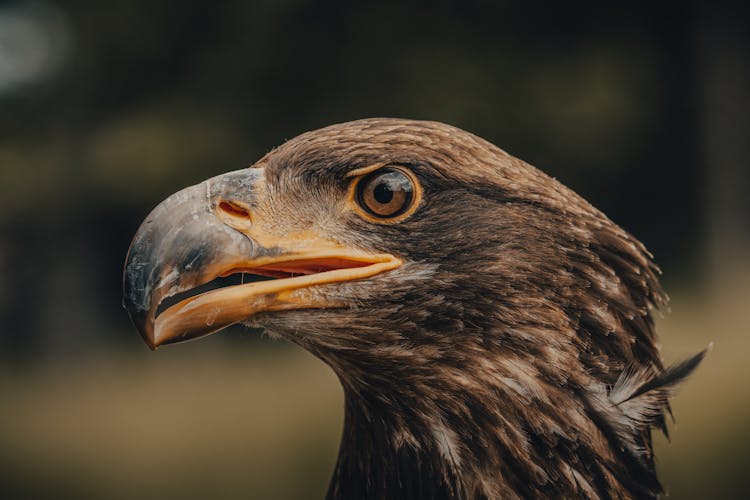 Head Of Eagle Against Blurred Background