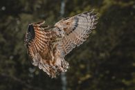 Owl bird with brown feathers spreading wings while flying on blurred background of green trees