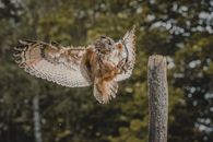 Owl flying over tree stump in forest