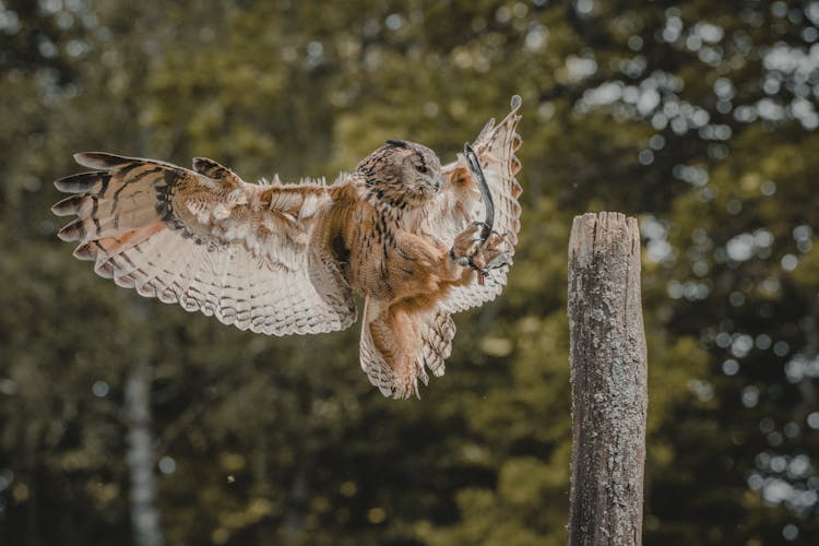 Owl Flying Over Tree Stump In Forest