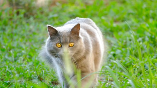 Základová fotografie zdarma na téma chartreux, divoký, fotografie přírody