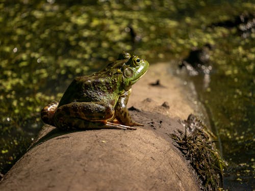 Fotobanka s bezplatnými fotkami na tému americký býčí žaba, obojživelník, žaba
