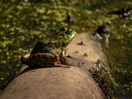 Green Frog on a Log