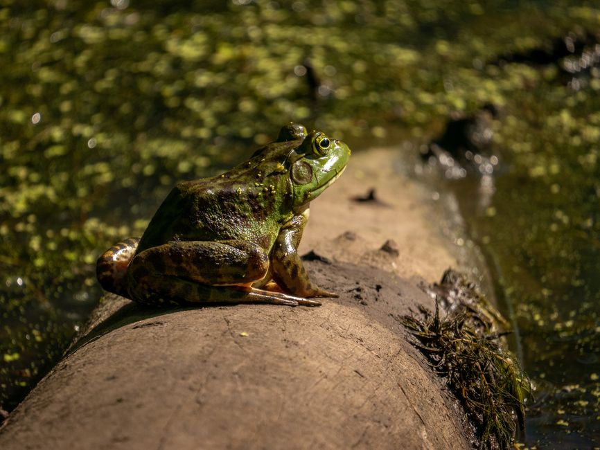 Comox Valley Locals Band Together to Fight Invasive Bullfrogs