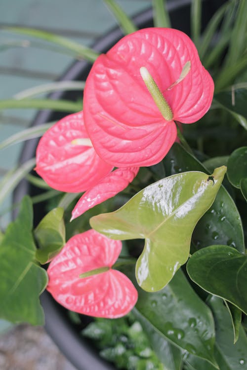 Red  Anthuriums Flowers with Green Leaves