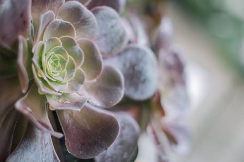 Succulent Plant in Macro Shot Photography