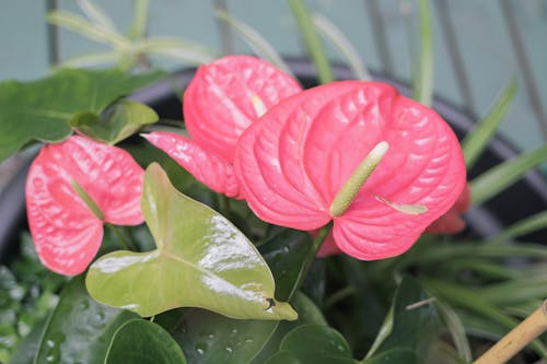 Beautiful Flamingo Flowers with Green Leaves