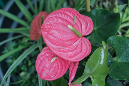 Close-up of Blooming Plant in Garden