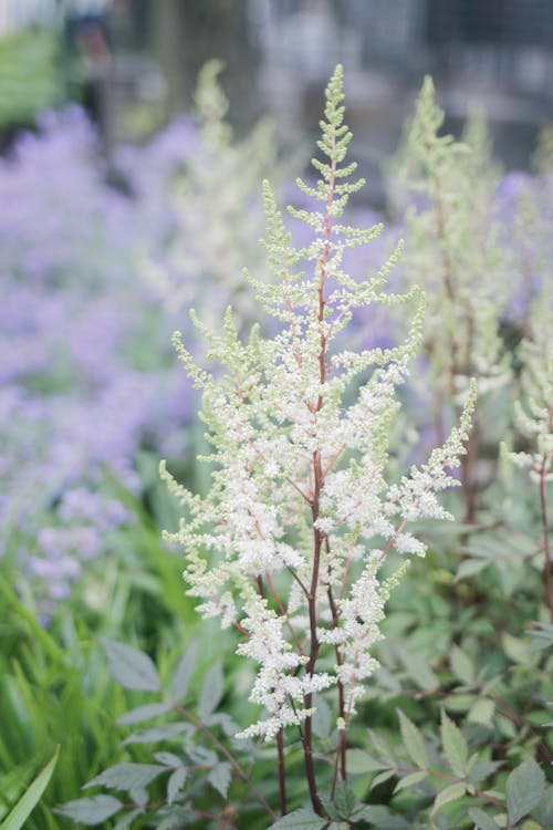 Close up of Plant