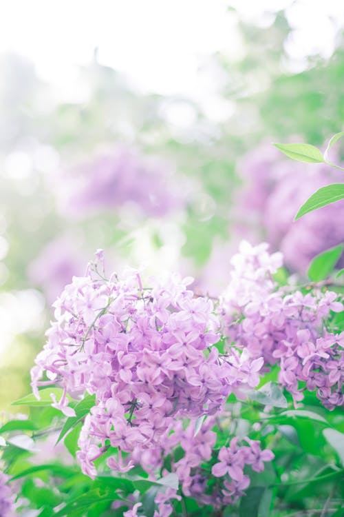 Close-up of Beautiful Lilac Flowers 