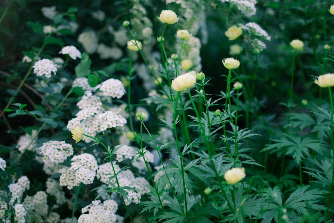 Close up of Colorful Flowers