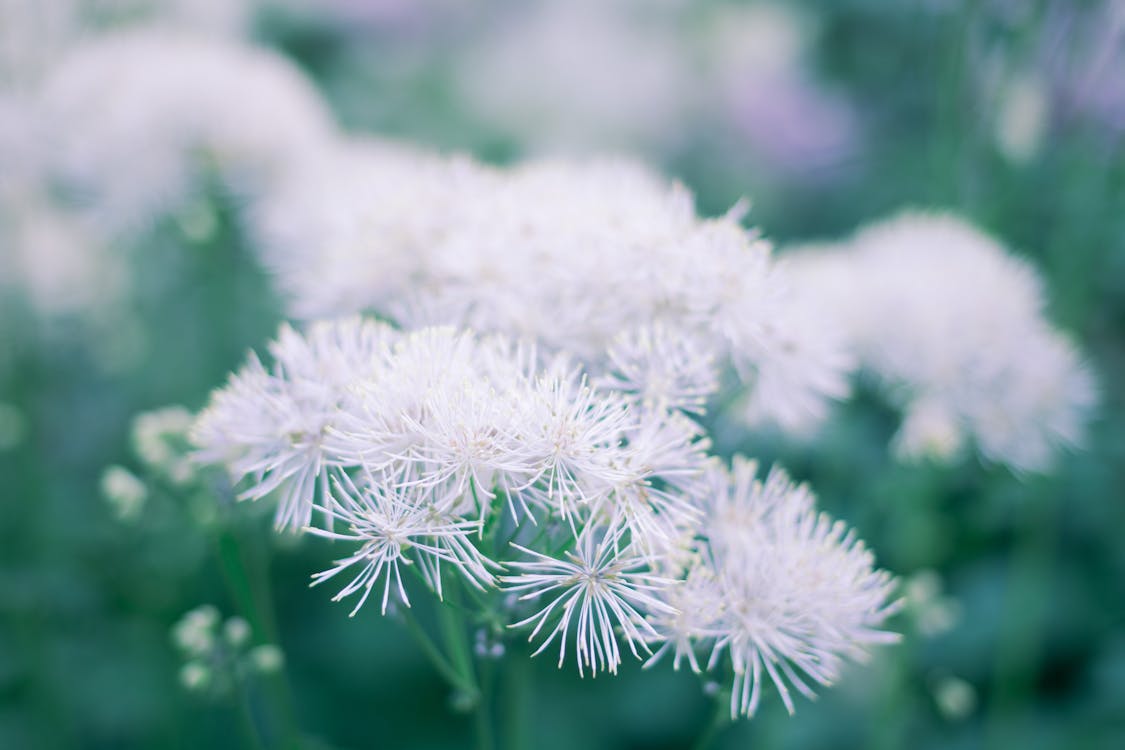 Close-up of Flowers Blooming in Garden