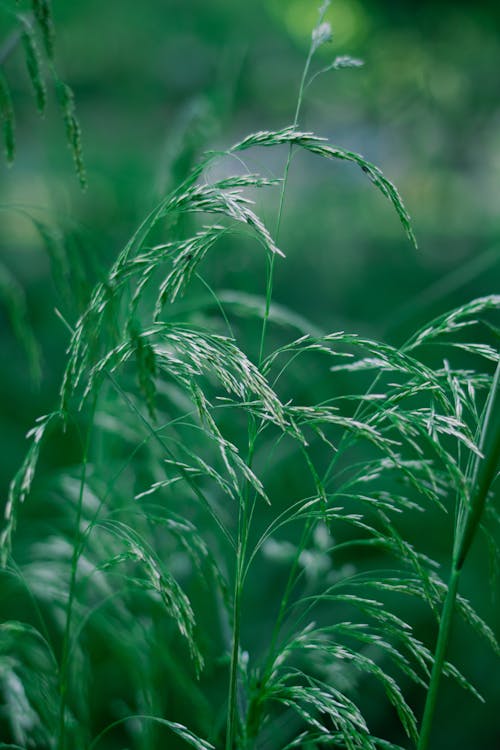 Close up Photo of Green Grass Culms