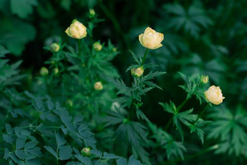 Yellow Flowers With Green Leaves 