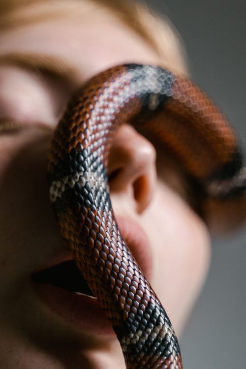 Free Intimate close-up of a woman with a snake symbolizing fear and overcoming phobias. Stock Photo
