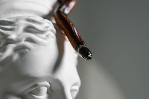 Free A detailed close-up of a snake crawling over a gypsum head sculpture. Stock Photo