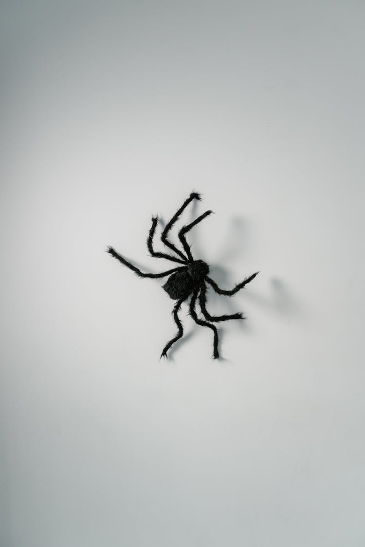 A Big Black Spider On White Wall