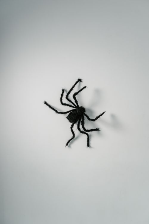 Free Detailed close-up of a spider on a white wall, creating shadows. Stock Photo