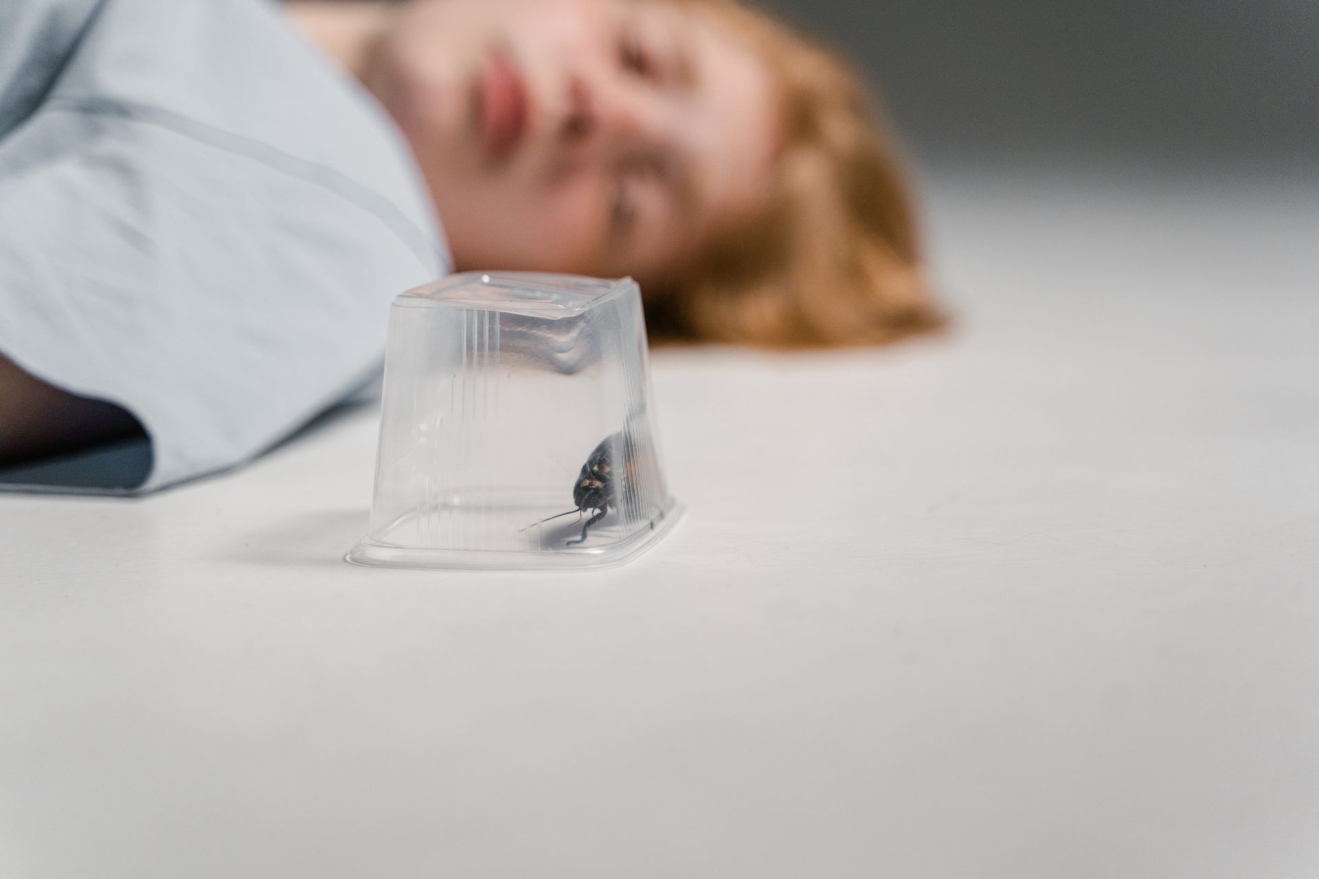Shallow Focus Photo of a Madagascar Hissing Cockroach in a Plastic