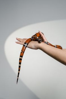 snake photo