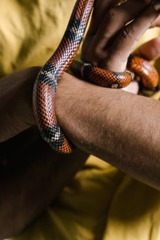 snake photo