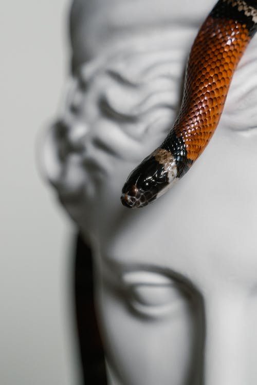 Close-Up Photo of a Snake on a Gypsum Head