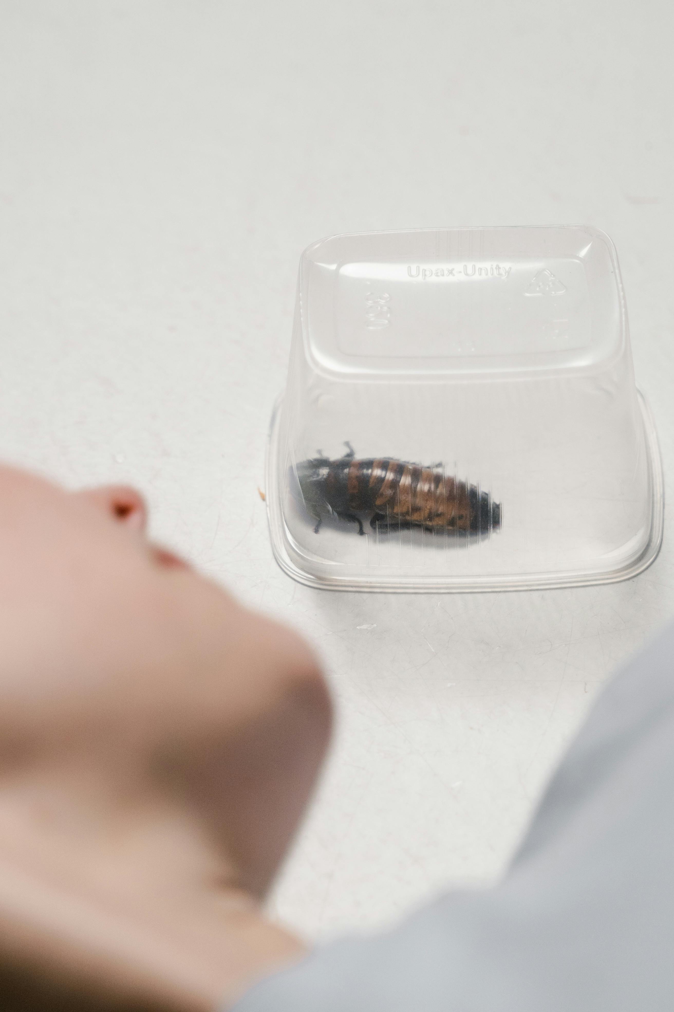 A person observing a cockroach trapped in a clear plastic container, depicting entomophobia.
