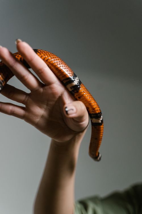 Free A human hand gently holds a vibrant snake showcasing vivid colors and intricate patterns. Stock Photo