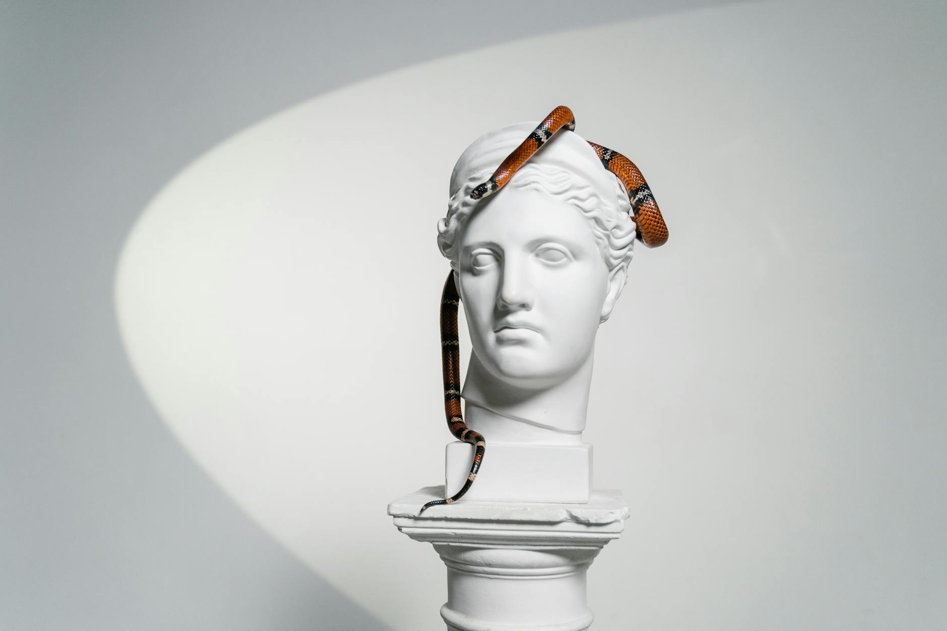 https://www.pexels.com/photo/snake-crawling-on-a-gypsum-head-8458924/