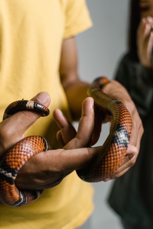 Free Hands holding a vibrant snake, showcasing colorful patterns and textures. Stock Photo