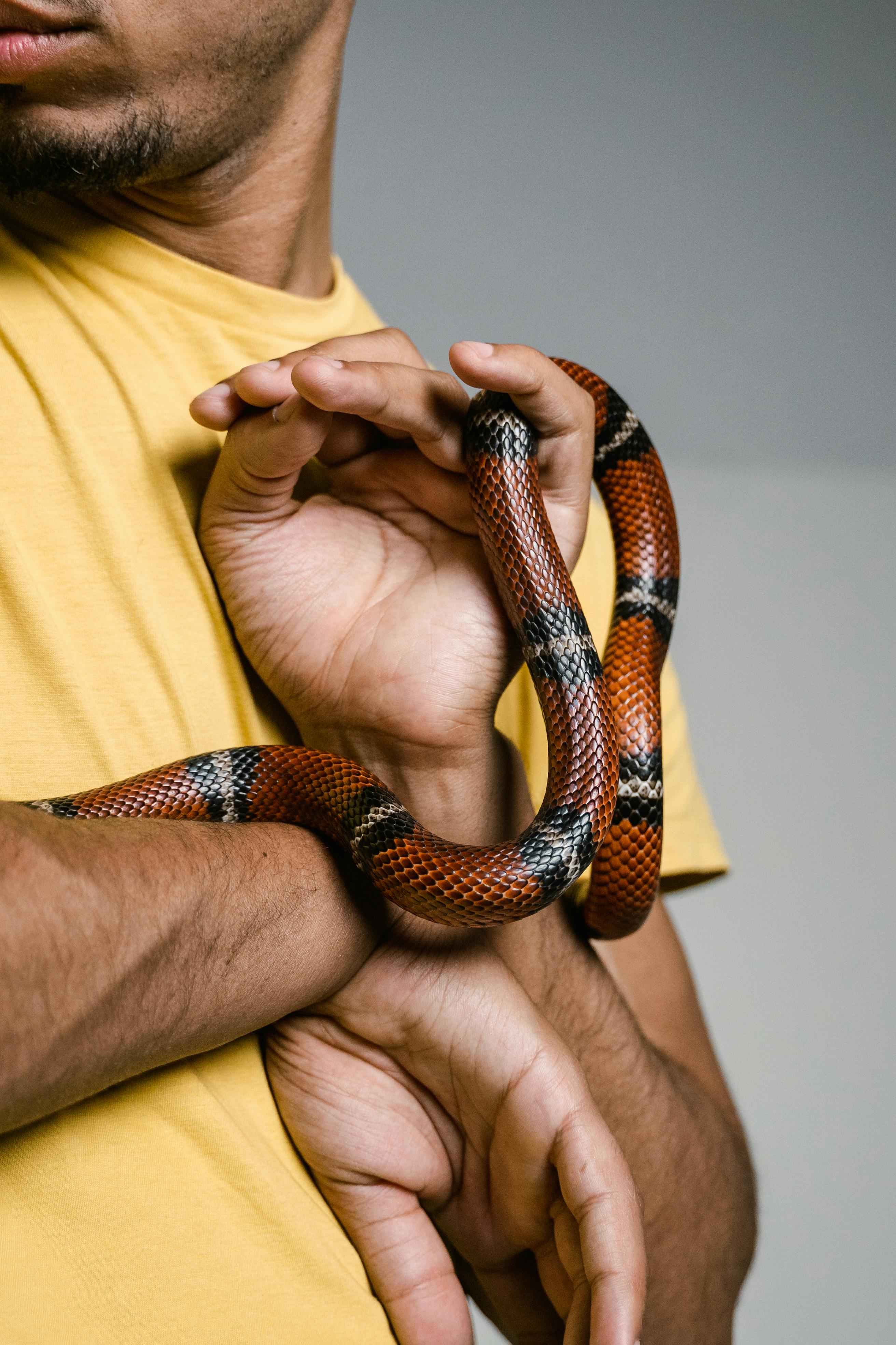 A Man Overcoming His Fear of Snakes · Free Stock Photo A Man Overcoming His Fear of Snakes · Free Stock Photo