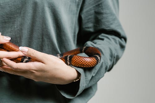 Close-Up Photo of a Person Holding a Snake