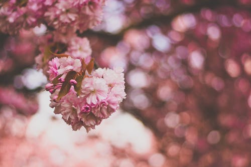 ピンクと白の花びらの花の選択的な焦点の写真