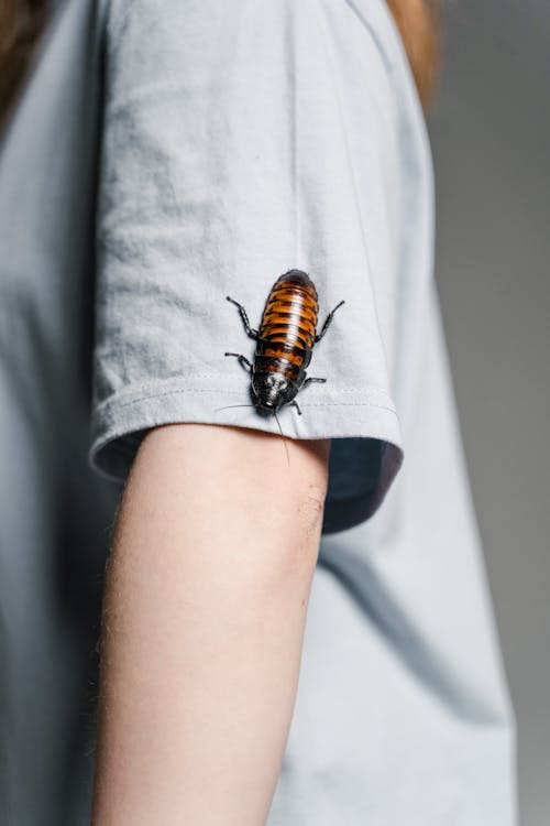 Free Close-Up Photo of Madagascar Hissing Cockroach on a Person's Gray Shirt Stock Photo