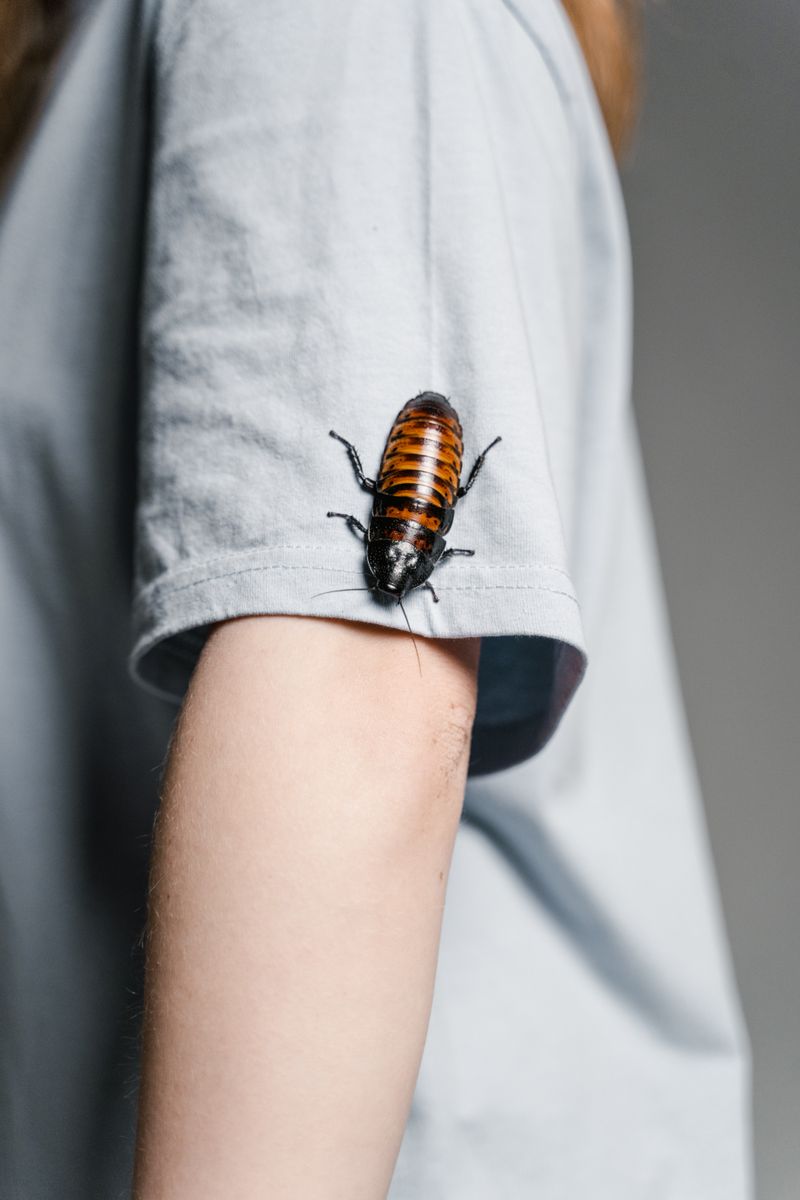 Pengendalian Hama Kecoa (Cockroach Control)