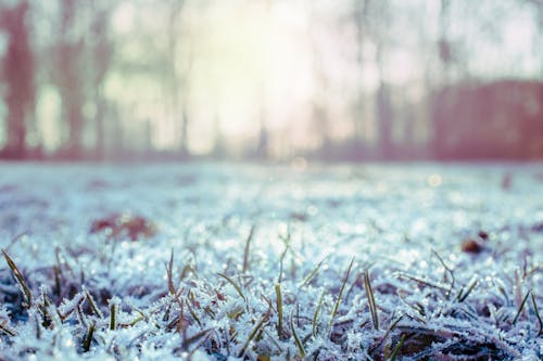 Green Grass Covered With Snow